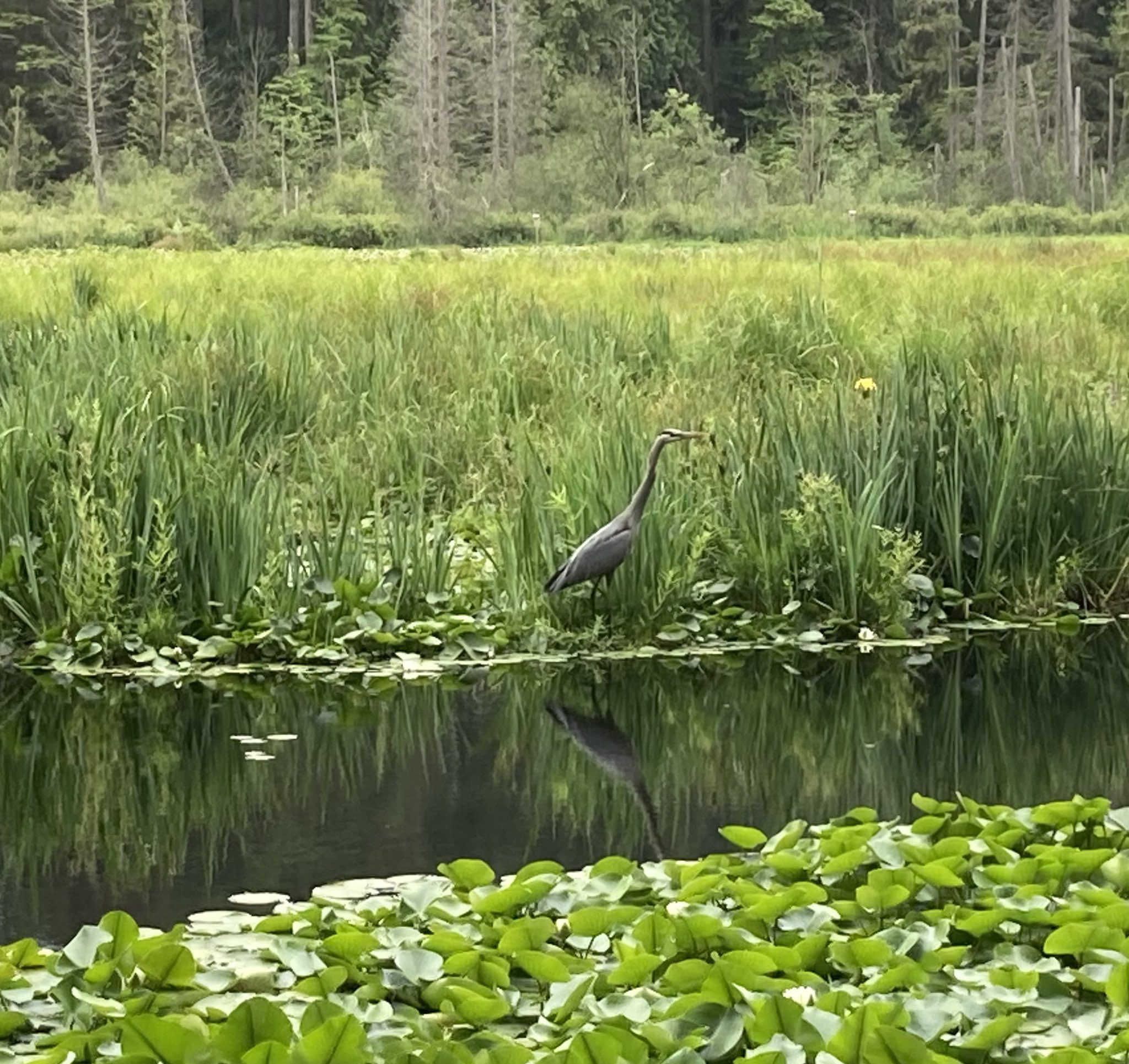 Beaver Lake in Stanley Park, Vancouver, BC, Canada