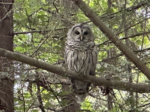 Owl in Stanley Park, Vancouver, BC, Canada