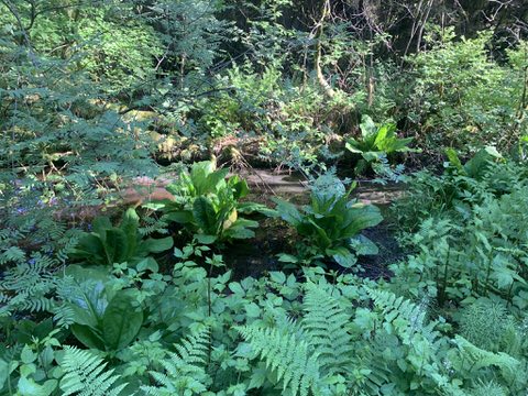 Forest Plants in Stanley Park, Vancouver, BC, Canada
